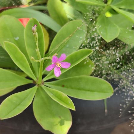 Vanivilasa PuramYoga Houseアパートメント エクステリア 写真